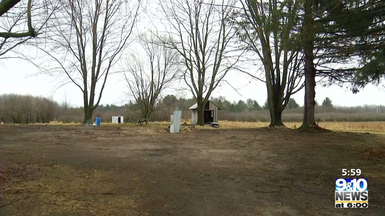 Bare ground between leafless trees with a small shed in the distance